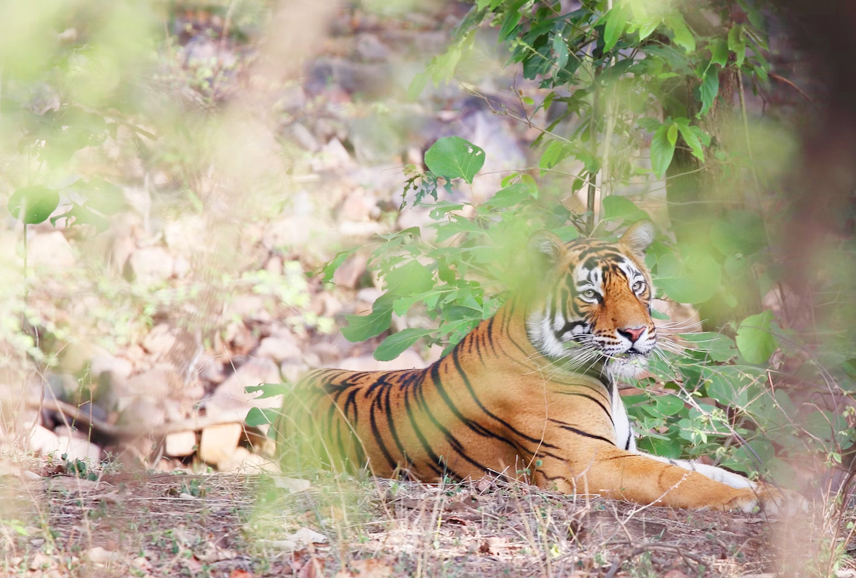 ranthambore-tours